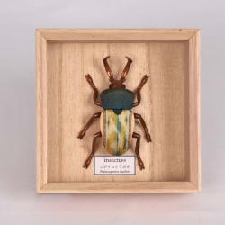 Lucane arc-en-ciel - Série d'objets insectes, dans une boîte...