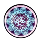 GLASS-LAB - Suna-Kiriko Glassware: Sakura Saku ~mau~ (Blooming Sakura Petals) - Sake Glass（115ml）